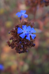 Flores del jardín
