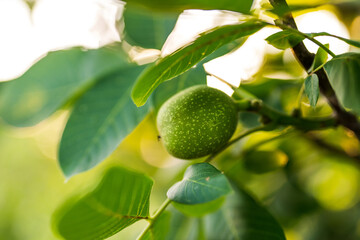 Summer green nuts growing on a tree. Fresh natural organic nuts farming.