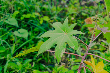 Castor oil plant Ricinus communis green leaves