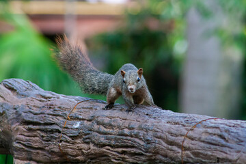squirrel in the park