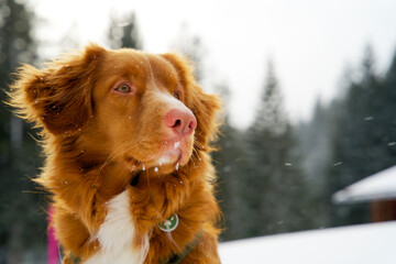 Close up of a nova scotia duck tolling retriever in the mountains with snow in wintertime