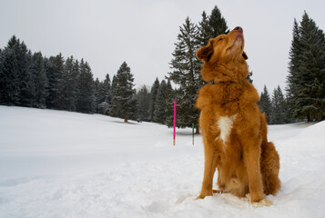 Close up of a nova scotia duck tolling retriever in the mountains with snow in wintertime