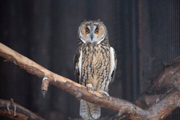 Northern long - eared owl.
 A long-eared owl is about the size of a crow (it weighs about 300 g). The body of the eared predator is no longer than 40 cm . On the head are large ear tufts consisting of
