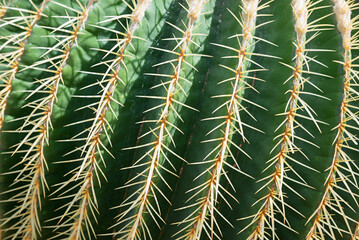 Fototapeta green ribbed cactus with long yellow spikes obraz