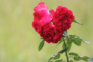 flor/rosa vermelha com 3 flores e fundo desfocado