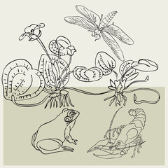 coloring book for children habitat pond with water lily, cancer, frog, dragonfly