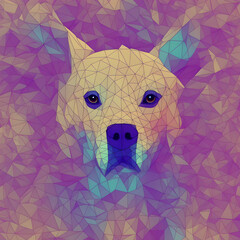 geometric/abstract background with colourful dog