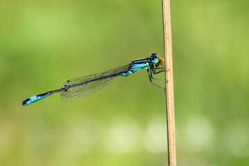 Male white-legged damselfly holding on to a twig while eating a prey