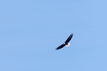 American Bald Eagle flying against a clear blue sky.