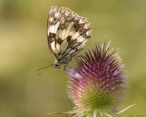 Marbled White butterfly on a prickly thistle