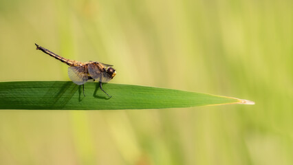Four-spotted chaser dragonfly on a long blade of grass