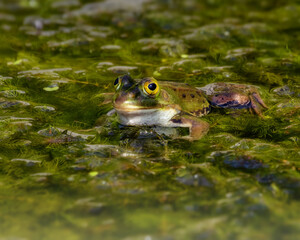 Green frog in a green pond