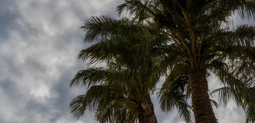 Fototapeta na wymiar Realistic illustration of palm trees and blue sky, with Generative AI