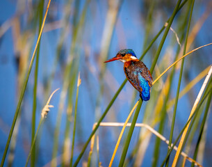 Small brightly colored blue bird on reed