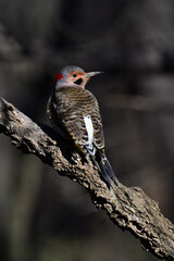 Male Northern Flicker Woodpecker