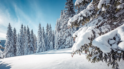 Stunning wintery Scenery in sunny day. Winter landscape with snow capped mountain under sunlight. Popular hiking and travel place. Winter wonderland. stunning nature background. Carpathian mountains.