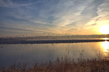 Sunrise on a lake finds migrating Geese taking flight