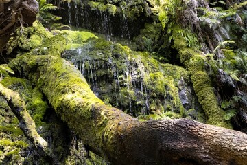 Naklejka premium Cecilia Waterfall, Cape Town. Beautiful Moss growing on the rocks and a fallen tree.