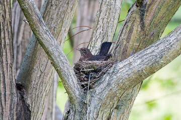 Freistehendes Amselnest in einer Weide	