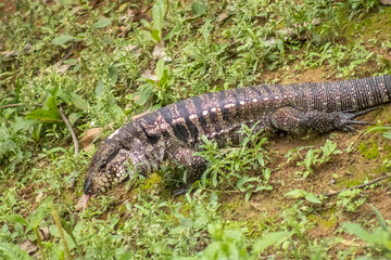 lagarto teiú na fazenda 