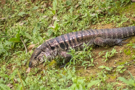 lagarto tei&uacute; na fazenda 