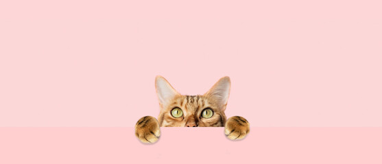 Red cat peeks curiously from behind a pink background