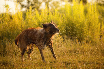 brown tervueren belgian shepherd dog shaking off water in the summer at sunset