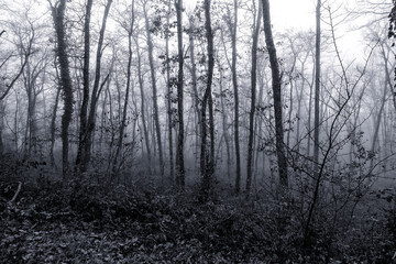 Scary dark forest