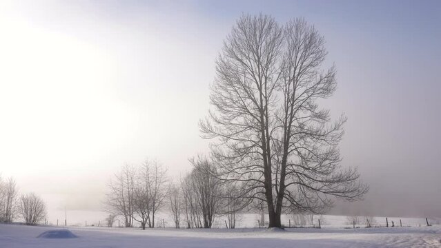 Time lapse snowy field and large Tree  with rolling morning fog landscape