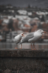 seagull on the pier