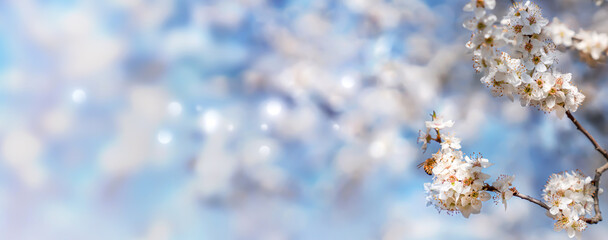 white flowering tree with insect bee in springtime on blurred abstract blue sky background banner
