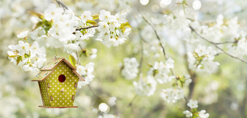 white flowering tree in an idyllic spring garden with hanging bird house decoration