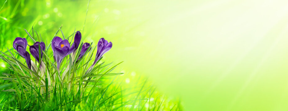 blue crocus flowers in an idyllic green spring meadow in sunshine on abstract background banner