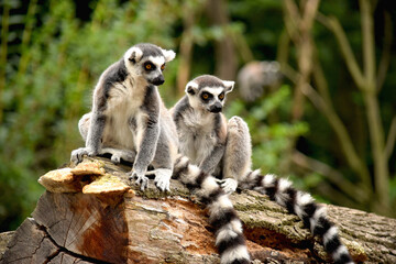 Two wonderful lemurs with luxurious tails. Close-up of a lemur's gaze. The thoughtful and intense gaze of a beautiful lemur. A luxurious and cute little animal. Stock photo. A gorgeous lemur tail. - obrazy, fototapety, plakaty