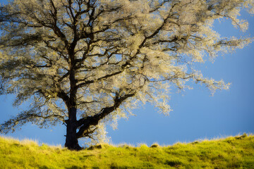 Obraz premium Realistic illustration of a tree on a hill or field, Generative AI