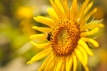 Bee on sunflower