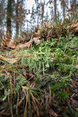 Green cup mushroom or moss.