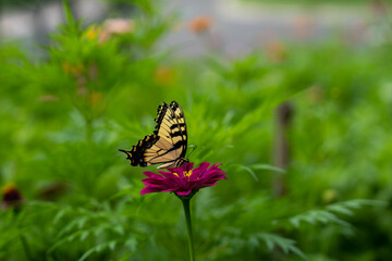 butterfly on flower