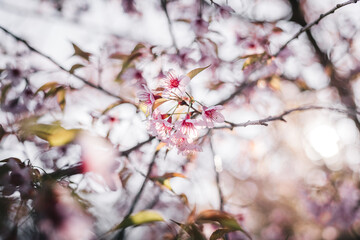 Cherry blossom flowers blooming blur nature background