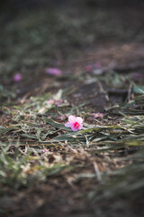 Close up Cherry blossom flower fall on the green grass