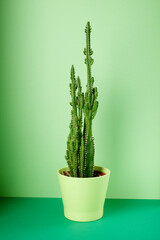 Little cactus on a green table
