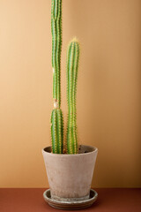 Little cactus on a brown table