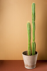 Little cactus on a brown table