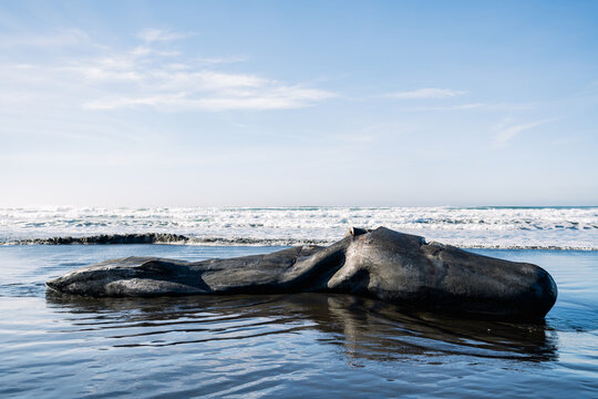 Full length view of a washed up grey whale on the Oregon coast