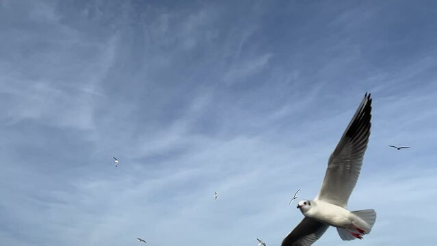 Seagulls are flying in the blue sky, Slow Motion.