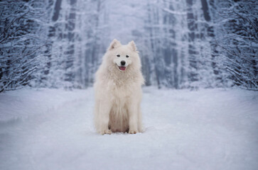 Samoyed female. A dog lying in a snowy landscape.