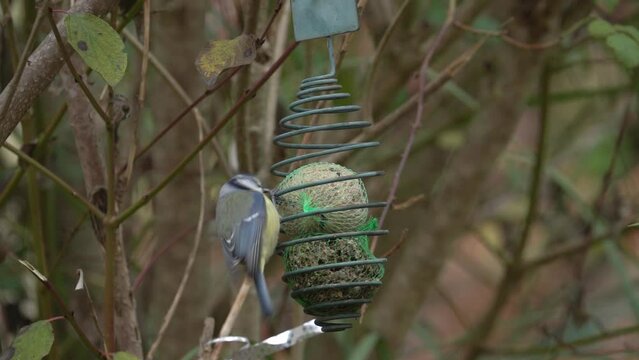 Cute Eurasian Blue Tit Bird At Garden Feeding From Fat Balls and Seed