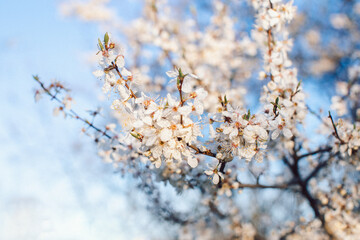 Spring flowering cherry tree against the blue sky