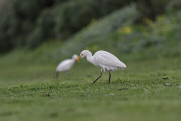 Obraz na płótnie Canvas Cattle egret looking for food in a green field