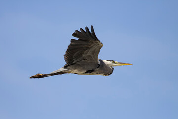 Obraz premium Heron in flight against blue sky